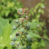 Ricinus communis L.